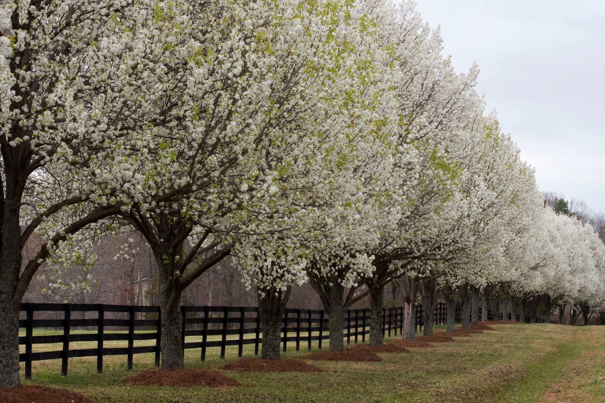 Bradford Pear Trees lining the streets. Regency in Cary NC