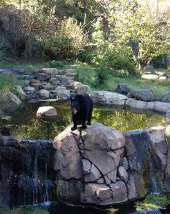 Black bear at museum of life and science