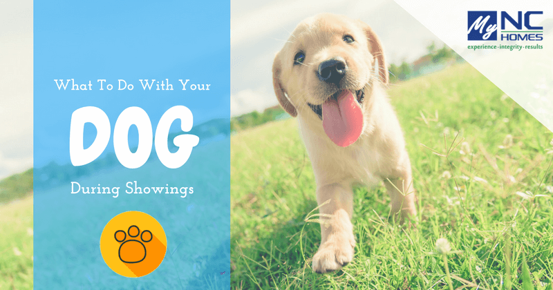 What to do with your dog during showings