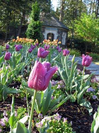 Sarah P. Duke Gardens in Bloom
