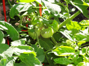 Growing Heirloom Tomatos In North Carolina