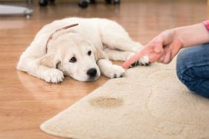removing urine stains from carpet